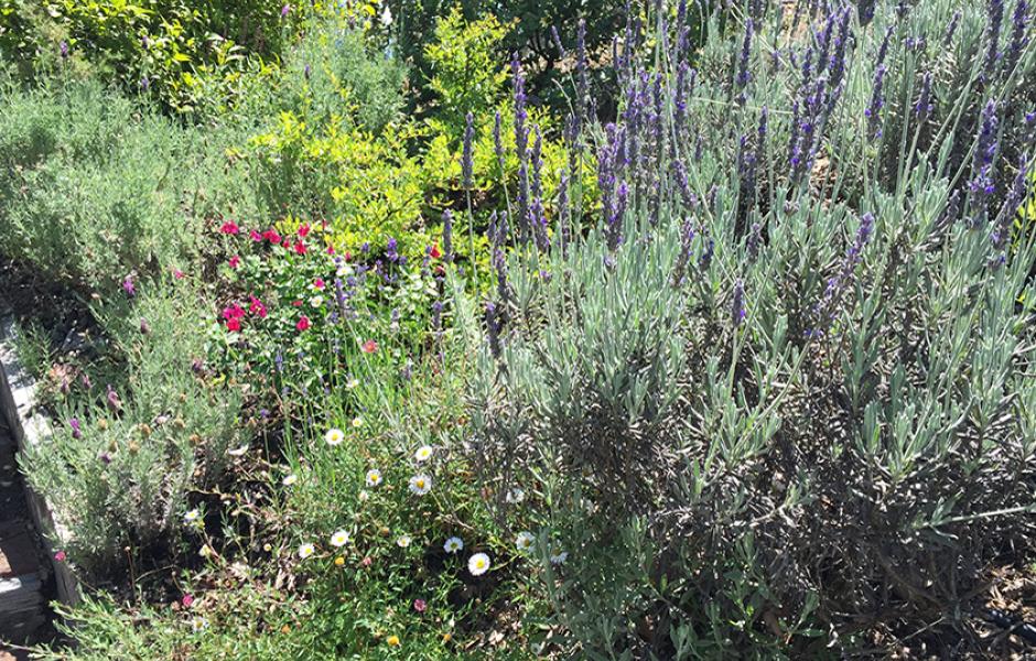 Sage Lavender