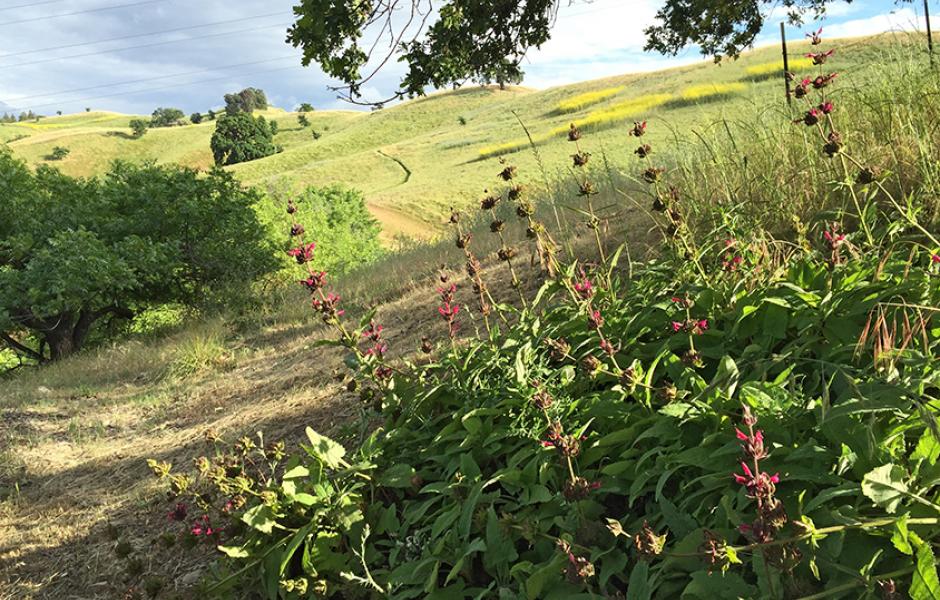 Hummingbird Sage