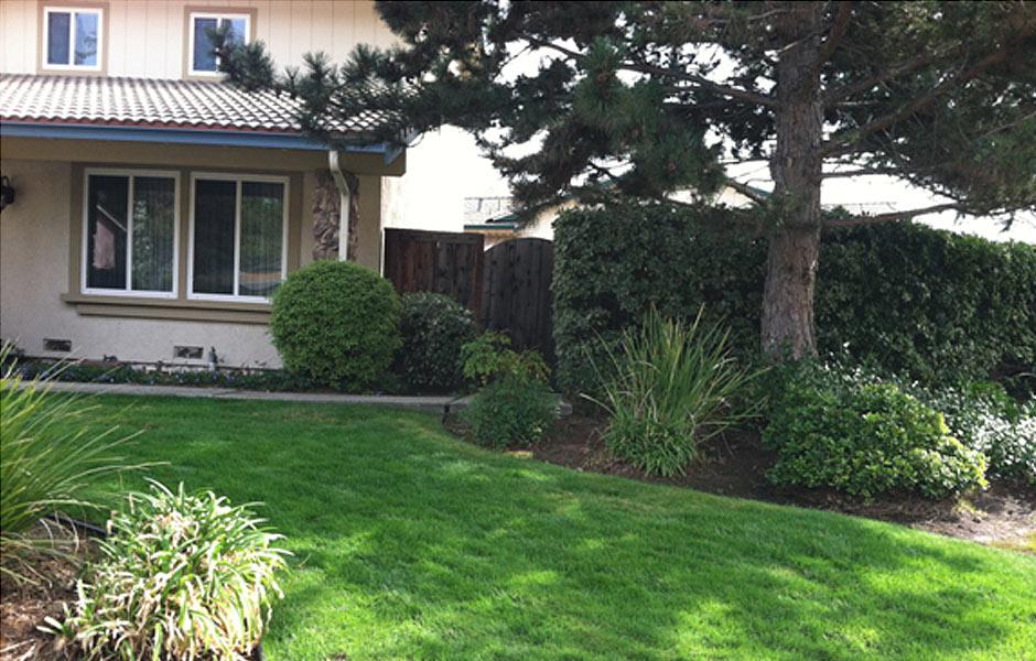 Pleasant Hill Lawn Transformation After