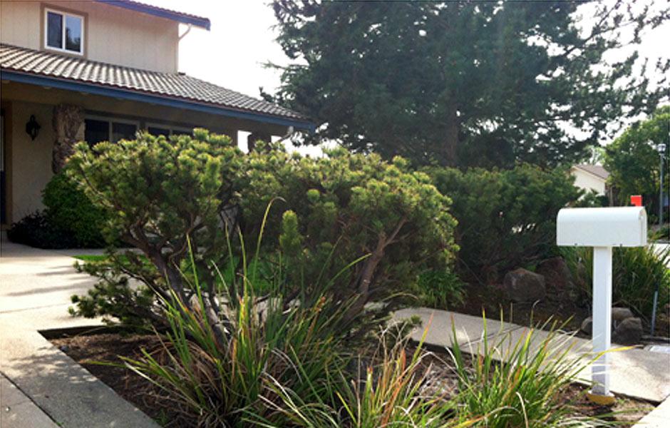 Pleasant Hill Lawn Transformation Before