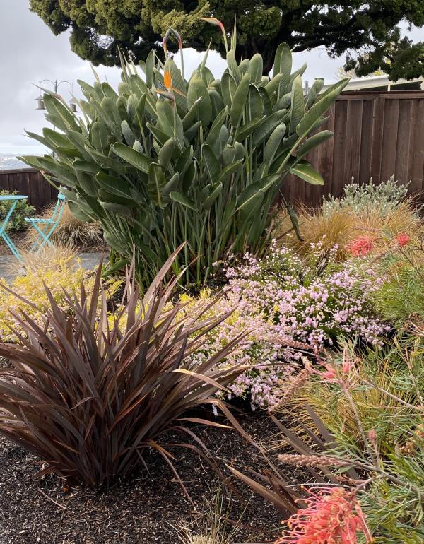 Conner Corner View Bird of Grevillea
