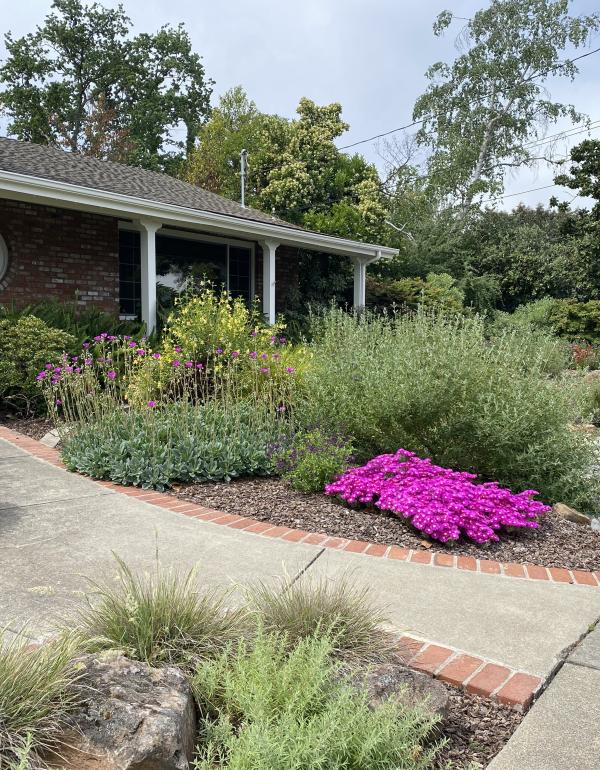 Lawn to Drought Friendly Garden After