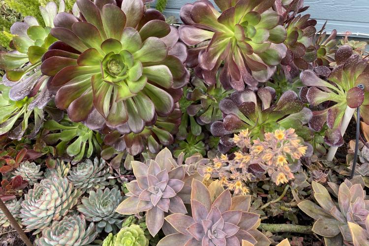 C & G Succulent Extravaganza