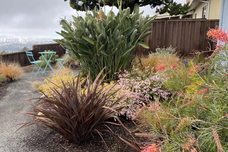 Conner Corner View Bird of Grevillea