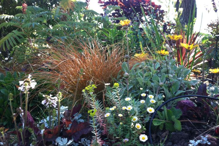 Deer Park Plant Textures