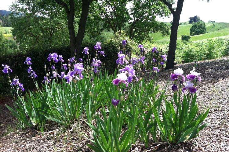 Deer Park Iris