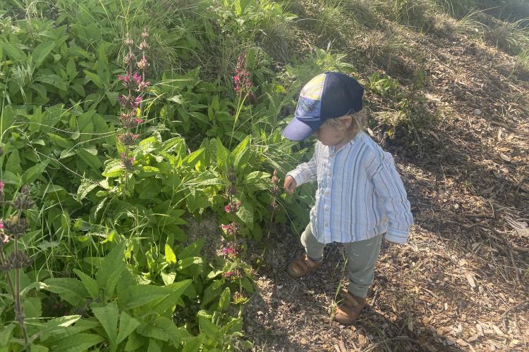 Humming Bird Sage & Boy