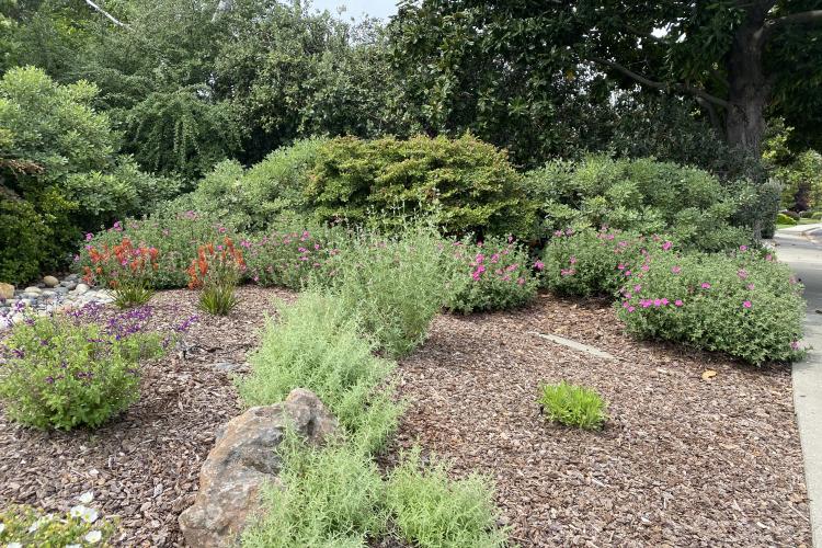 Lawn to Lawn to Garden