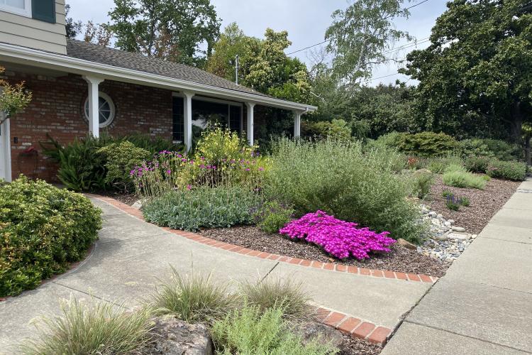 Lawn to Drought Friendly Garden After