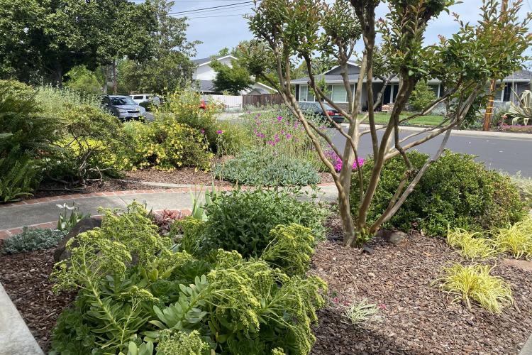 Lawn To Garden After