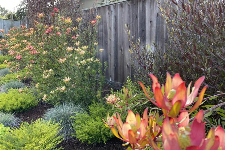 Seaside Plant Design