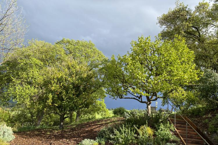 Walnut Creek Deer Park Tree Sky