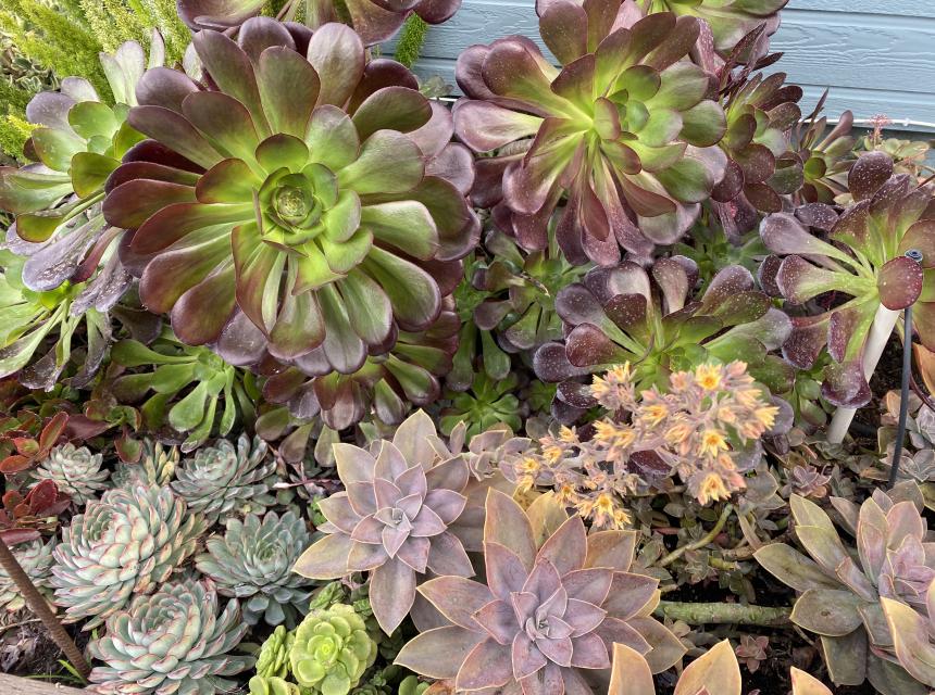 C & G Succulent Extravaganza