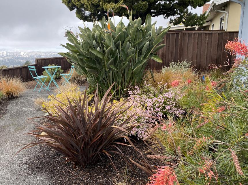 Conner Corner View Bird of Grevillea