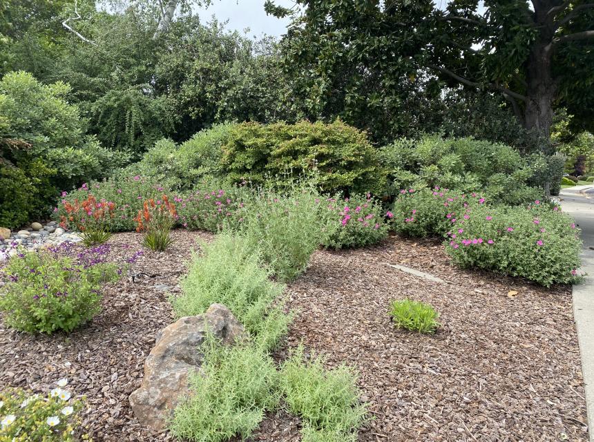 Lawn to Lawn to Garden