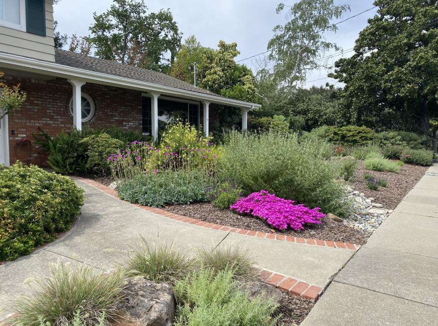 Lawn to Drought Friendly Garden After