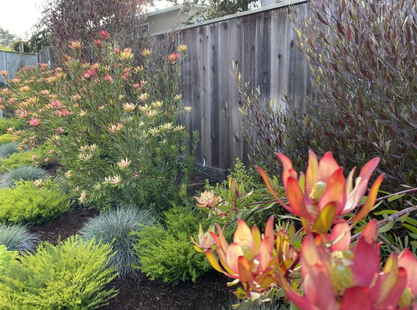 Seaside Plant Design