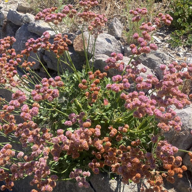 California Buckwheat