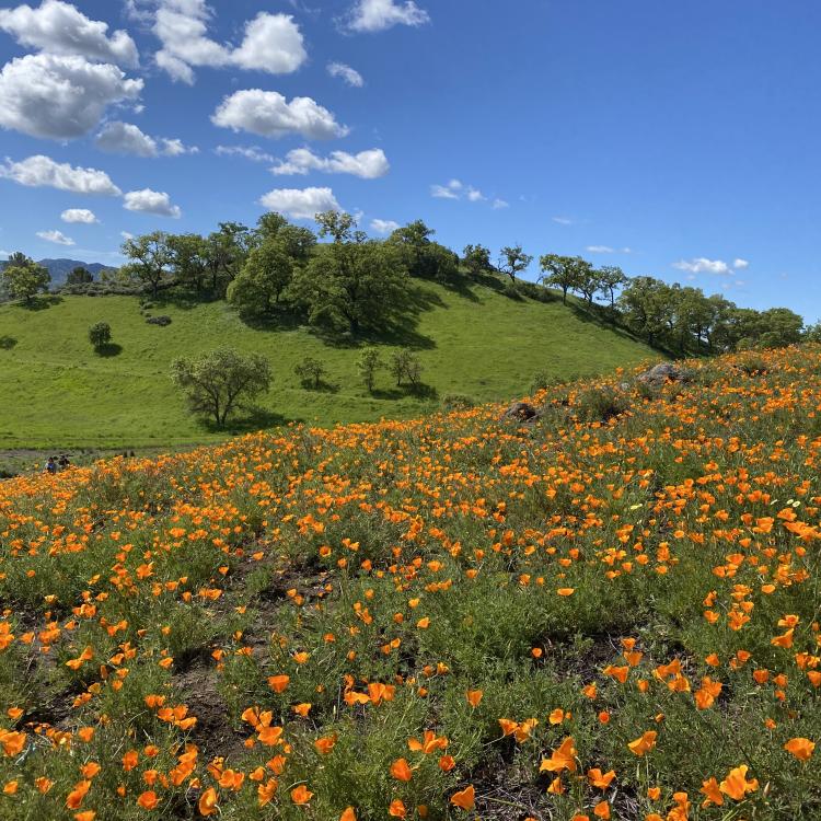 California Open Space