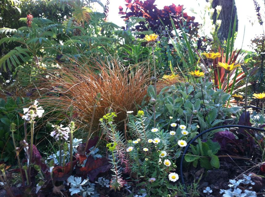 Deer Park Plant Textures