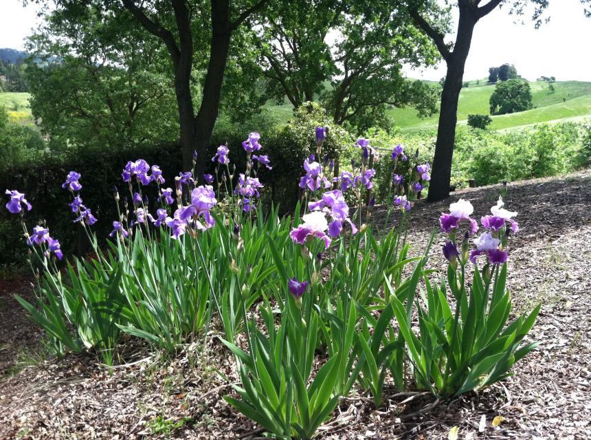 Deer Park Iris
