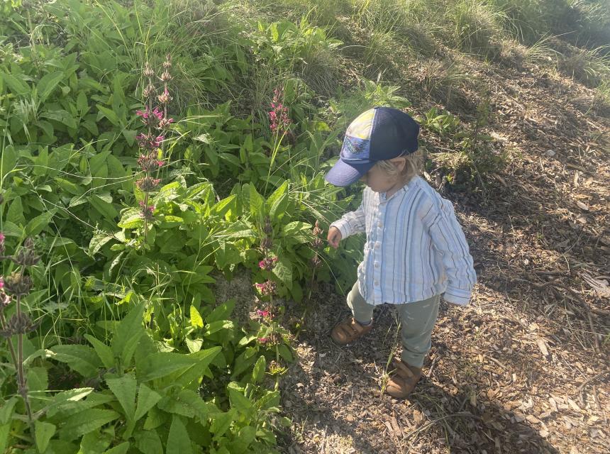 Humming Bird Sage & Boy