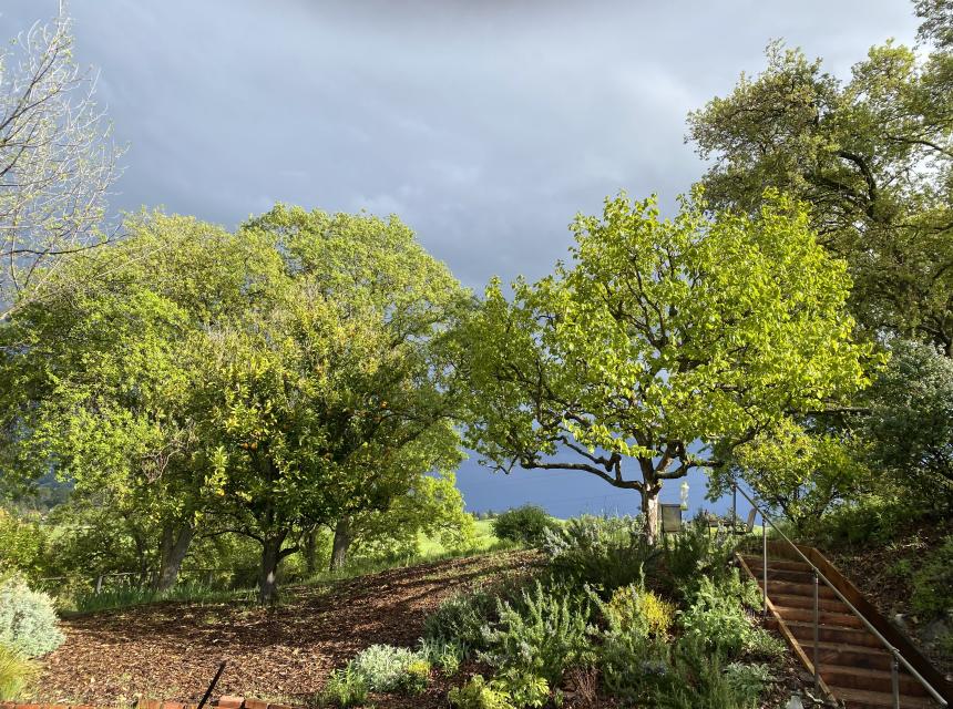 Walnut Creek Deer Park Tree Sky